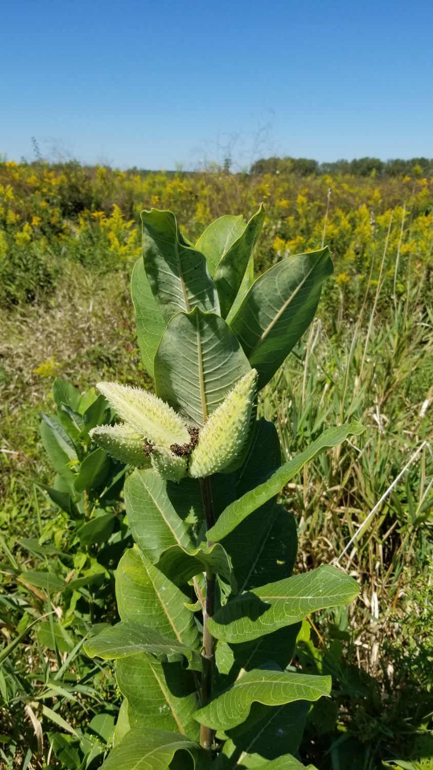 James O'Breen Nature Area 